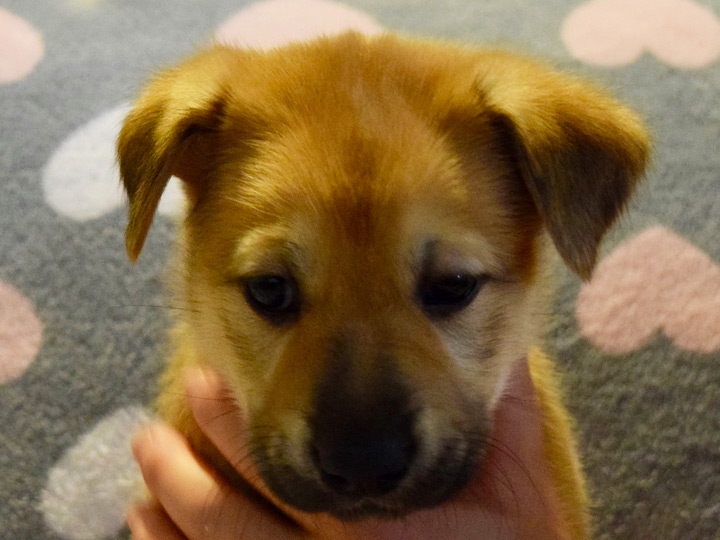 chinook puppy